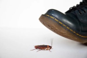 Pourquoi il faut éviter d&rsquo;écraser les cafards